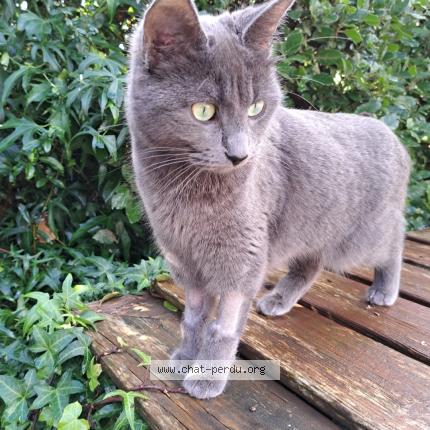 Photo 1/1 Pixelle Chat lost in Plaissan