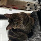 Picture of cat lost at Les Alluets Le Roi