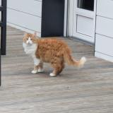 Picture of cat lost at Nantes