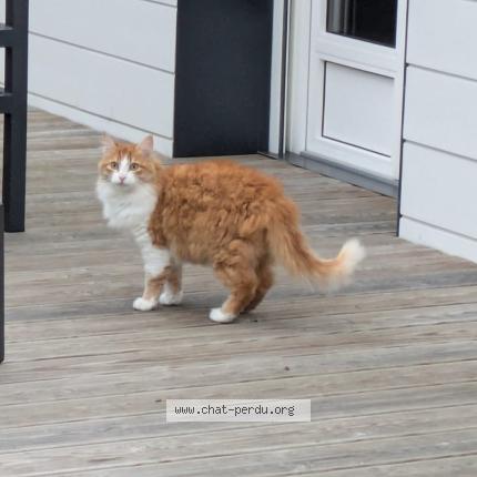 Photo 1/1 Smoothie Chat lost in Nantes