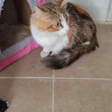 Picture of cat found at Montauban