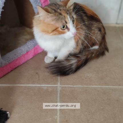 Photo 1/1 Found cat Found in Montauban