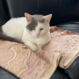 Picture of cat lost at Reims