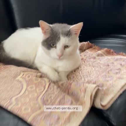 Photo 1/1 Kokos Chat lost in Reims