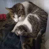 Picture of cat found at Montauban