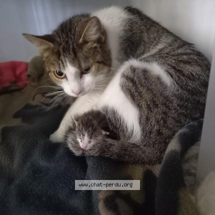 Photo 1/1 Found cat Found in Montauban