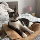 Picture of cat lost at Pau