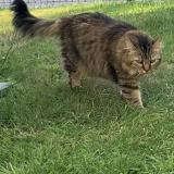 Picture of cat lost at Dol De Bretagne