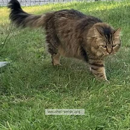 Photo 1/1 Papu Chat lost in Dol de bretagne