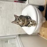 Picture of cat lost at Tourcoing