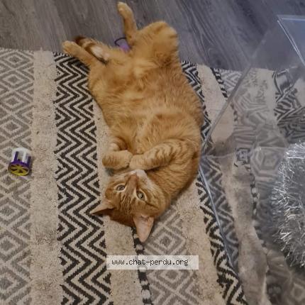 Photo 1/1 Sheran Chat lost in Besancon