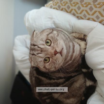 Photo 1/1 Rumble Chat lost in Ponchon