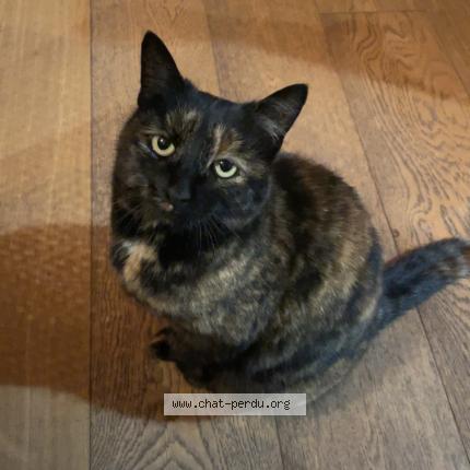 Photo 1/1 Mia Chat lost in Passy