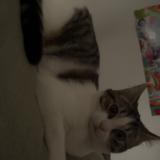 Picture of cat lost at Restigne