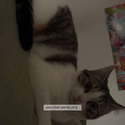 Photo 1/1 Athena Chat lost in Restigne