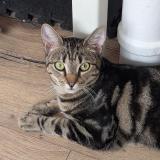 Picture of cat lost at Laval