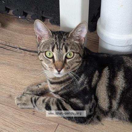 Photo 1/1 Azul Chat lost in Laval