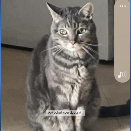 Photo 1/1 Minouche Chat lost in Saint denis