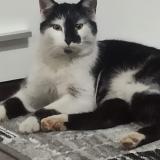 Picture of cat lost at Steinfeld