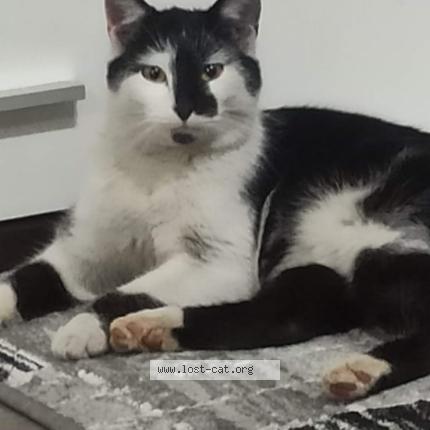 Photo 1/1 Pipun Chat lost in Steinfeld