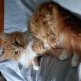 Picture of cat lost at France