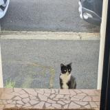 Picture of cat found at Tours 37