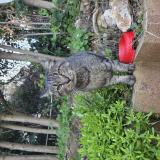 Picture of cat found at Antibes