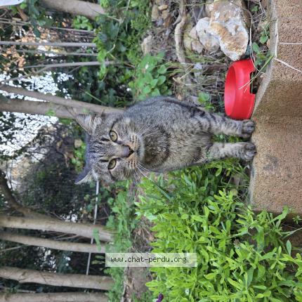 Photo 1/1 Found cat Found in Antibes