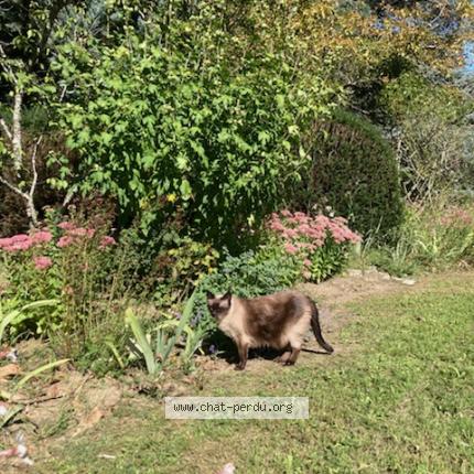 Photo 1/2 MICHA Chat lost in Louveciennes