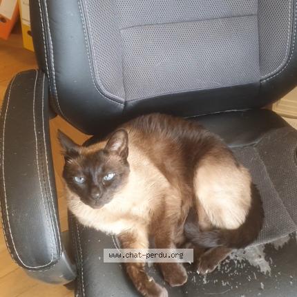 Photo 2/2 MICHA Chat lost in Louveciennes