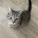 Picture of cat found at Annecy