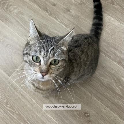 Photo 1/1 Found cat Found in Annecy