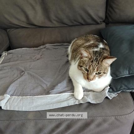 Photo 1/1 Found cat Found in Marseille