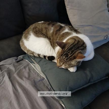 Photo 2/5 Found cat Found in Marseille