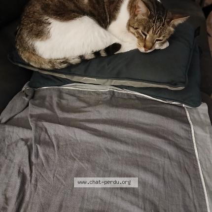 Photo 3/5 Found cat Found in Marseille