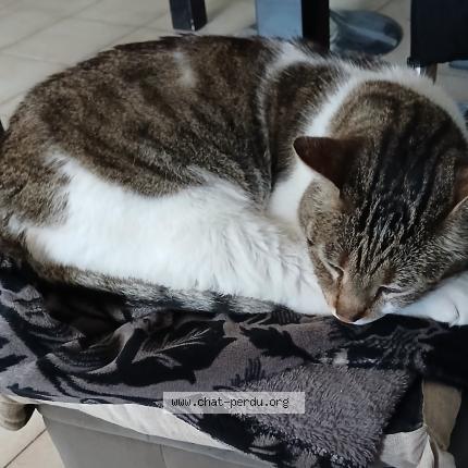 Photo 4/5 Found cat Found in Marseille