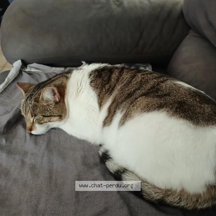 Photo 5/5 Found cat Found in Marseille