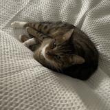 Picture of cat lost at Chelles