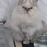 Picture of cat lost at Anglet