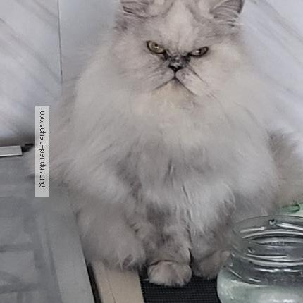 Photo 1/3 Christine Gobin Chat lost in Anglet