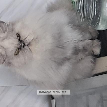 Photo 3/3 Christine Gobin Chat lost in Anglet