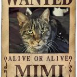 Picture of cat lost at Poitiers