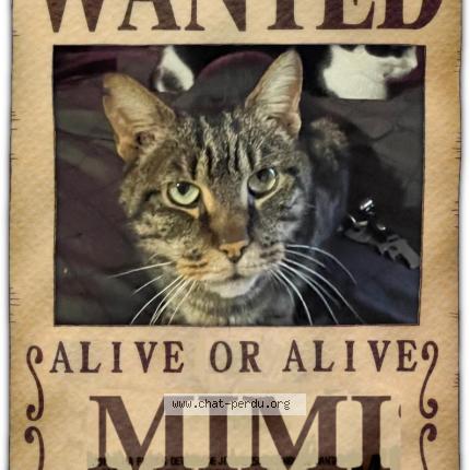 Photo 1/1 Mimi Chat lost in Poitiers