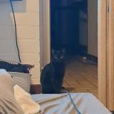 Picture of cat lost at Nivelles