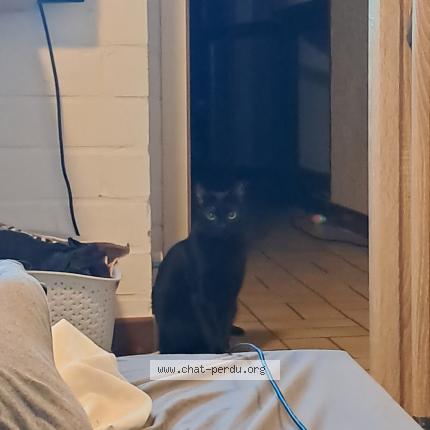 Foto 1/1 Kat teruggevonden Vermist in Nivelles