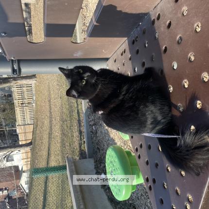 Photo 1/1 Romy Chat lost in Montreal