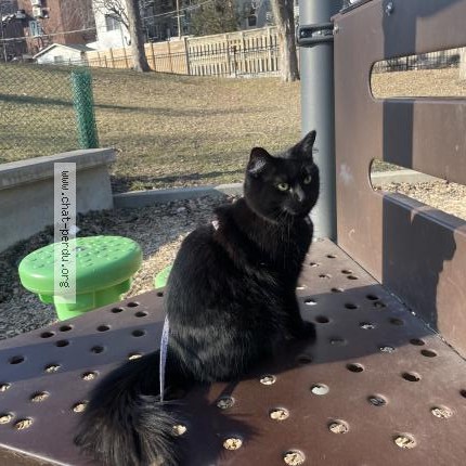 Photo 1/1 Romy Cat lost in Montreal
