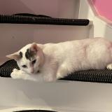 Picture of cat lost at Ladapeyre