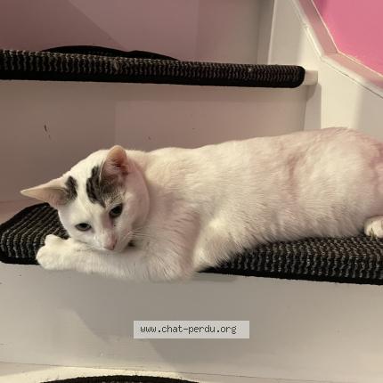 Photo 1/1 Hermès Chat lost in Ladapeyre