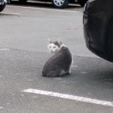 Picture of cat found at Rennes